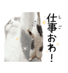 毎日使える⭐︎連絡に便利なねこスタンプ（個別スタンプ：6）