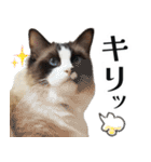 毎日使える⭐︎連絡に便利なねこスタンプ（個別スタンプ：7）