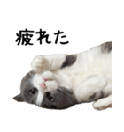 毎日使える⭐︎連絡に便利なねこスタンプ（個別スタンプ：8）
