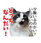 毎日使える⭐︎連絡に便利なねこスタンプ（個別スタンプ：9）