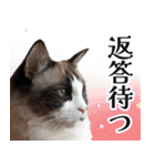 毎日使える⭐︎連絡に便利なねこスタンプ（個別スタンプ：10）