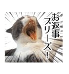 毎日使える⭐︎連絡に便利なねこスタンプ（個別スタンプ：11）