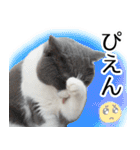 毎日使える⭐︎連絡に便利なねこスタンプ（個別スタンプ：12）