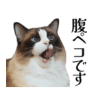 毎日使える⭐︎連絡に便利なねこスタンプ（個別スタンプ：13）