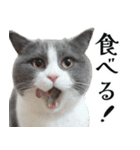 毎日使える⭐︎連絡に便利なねこスタンプ（個別スタンプ：14）