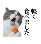 毎日使える⭐︎連絡に便利なねこスタンプ（個別スタンプ：15）