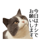 毎日使える⭐︎連絡に便利なねこスタンプ（個別スタンプ：16）
