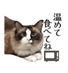 毎日使える⭐︎連絡に便利なねこスタンプ（個別スタンプ：17）
