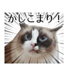 毎日使える⭐︎連絡に便利なねこスタンプ（個別スタンプ：19）