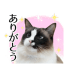 毎日使える⭐︎連絡に便利なねこスタンプ（個別スタンプ：20）