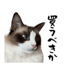 毎日使える⭐︎連絡に便利なねこスタンプ（個別スタンプ：21）