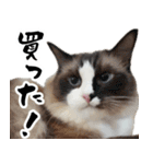 毎日使える⭐︎連絡に便利なねこスタンプ（個別スタンプ：23）