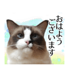 毎日使える⭐︎連絡に便利なねこスタンプ（個別スタンプ：25）