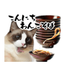毎日使える⭐︎連絡に便利なねこスタンプ（個別スタンプ：26）