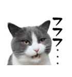 毎日使える⭐︎連絡に便利なねこスタンプ（個別スタンプ：27）