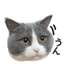 毎日使える⭐︎連絡に便利なねこスタンプ（個別スタンプ：29）