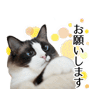 毎日使える⭐︎連絡に便利なねこスタンプ（個別スタンプ：30）