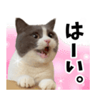 毎日使える⭐︎連絡に便利なねこスタンプ（個別スタンプ：31）