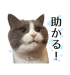 毎日使える⭐︎連絡に便利なねこスタンプ（個別スタンプ：32）