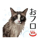 毎日使える⭐︎連絡に便利なねこスタンプ（個別スタンプ：33）