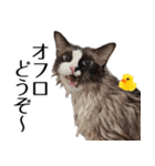 毎日使える⭐︎連絡に便利なねこスタンプ（個別スタンプ：34）
