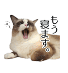 毎日使える⭐︎連絡に便利なねこスタンプ（個別スタンプ：36）