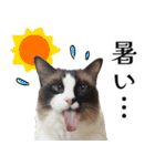 毎日使える⭐︎連絡に便利なねこスタンプ（個別スタンプ：37）