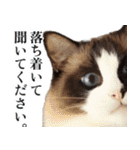 毎日使える⭐︎連絡に便利なねこスタンプ（個別スタンプ：38）