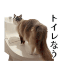 毎日使える⭐︎連絡に便利なねこスタンプ（個別スタンプ：39）