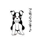 Doggy Daily4（個別スタンプ：8）