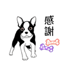 Doggy Daily4（個別スタンプ：12）