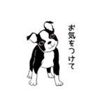Doggy Daily4（個別スタンプ：32）