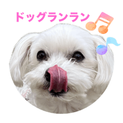 [LINEスタンプ] わんこU^ェ^U楽しいスタンプ