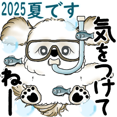[LINEスタンプ] 新・シーズー犬 2025 「夏です」