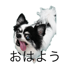 [LINEスタンプ] シニア犬マロン君のスタンプ