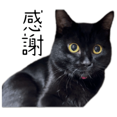 [LINEスタンプ] 黒猫のけんちゃん
