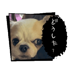 [LINEスタンプ] 可愛い犬たちのスタンプ！