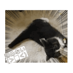 [LINEスタンプ] うちのnekoシリーズ5