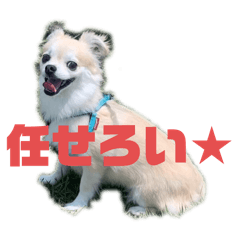 [LINEスタンプ] たれみみチワワのまろ3