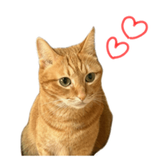 [LINEスタンプ] とらちゃんのスタンプ⭐️