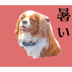 [LINEスタンプ] 犬が伝える