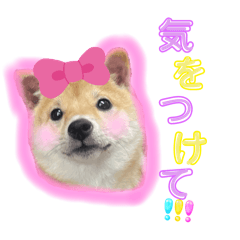 [LINEスタンプ] 愉快なかわいいどうぶつたち