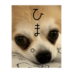 [LINEスタンプ] 私の家のコタケくん2