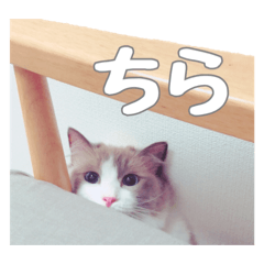 [LINEスタンプ] ラグドールねこのスタンプ
