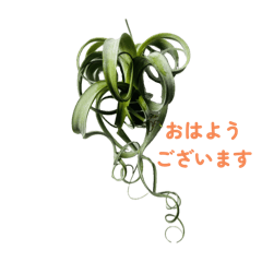 [LINEスタンプ] エアープランツ（写真）丁寧な日常スタンプ