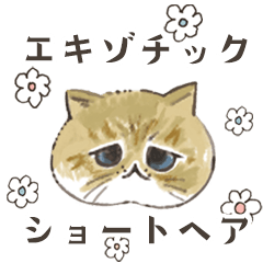 [LINEスタンプ] 動く！エキゾチックショートヘア