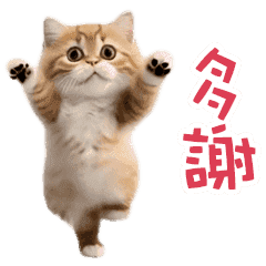 [LINEスタンプ] 踊る！ダンス猫2（繁体字）