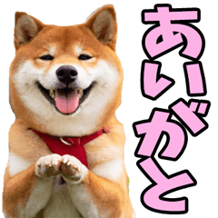 [LINEスタンプ] 鹿児島弁☆柴犬