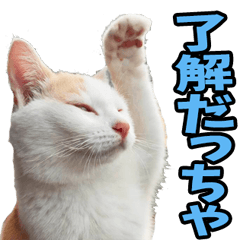 [LINEスタンプ] 宮城仙台☆にゃんこ