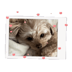 [LINEスタンプ] はくの可愛いスタンプ❤︎